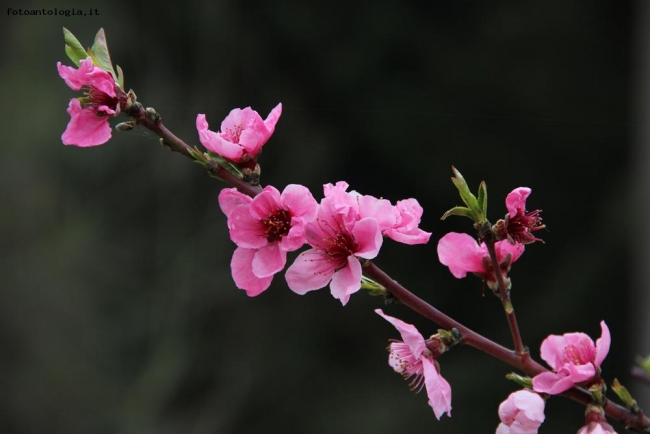 SCHEGGE DI PRIMAVERA