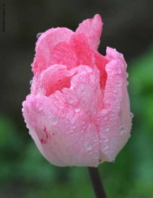 tulipano rosa sotto la pioggia