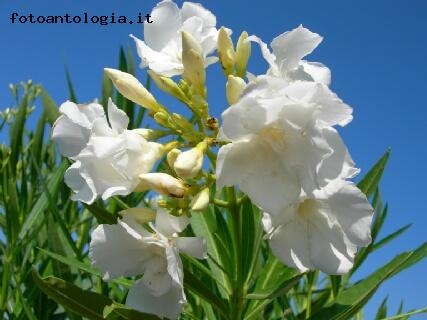 Oleandro bianco