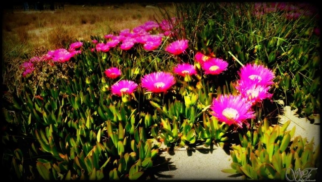 il rosa a mare