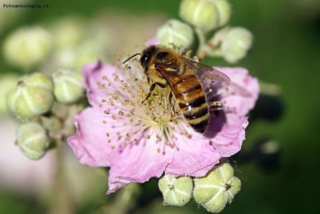 Ape su fiore