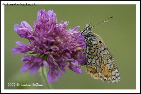 Melitaea phoebe