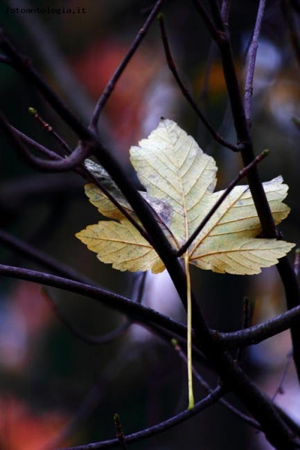 In autunno cadono le foglie, ma.....