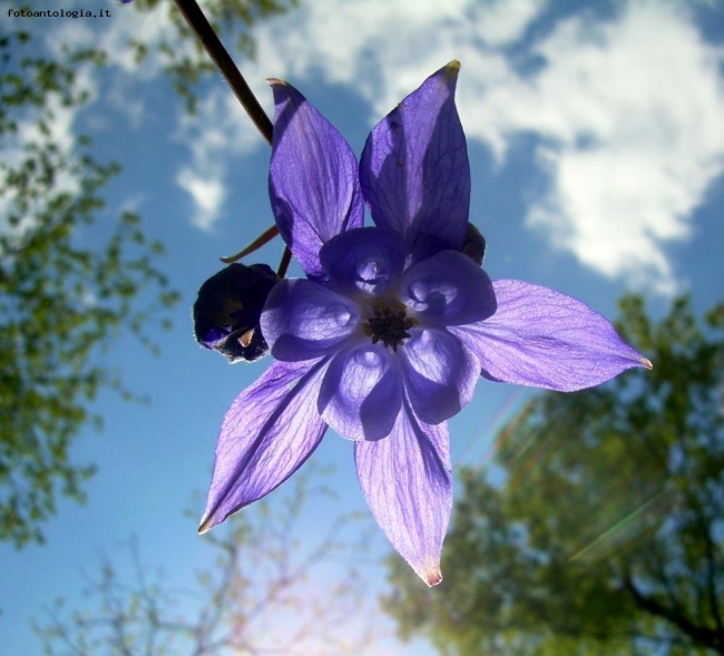 Aquilegia blu nel cielo azzurro