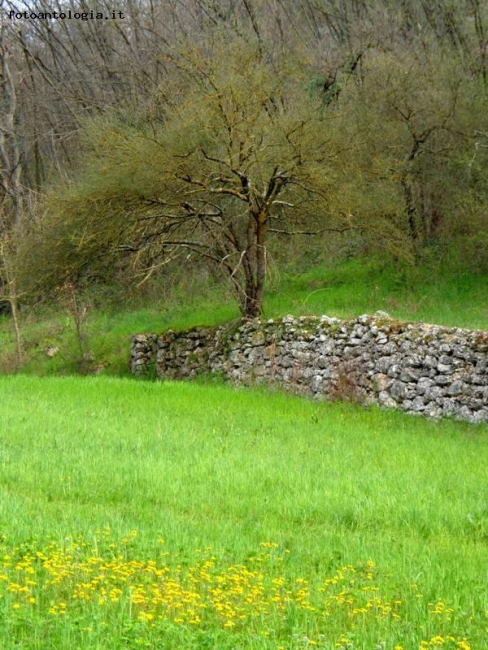 verde prato