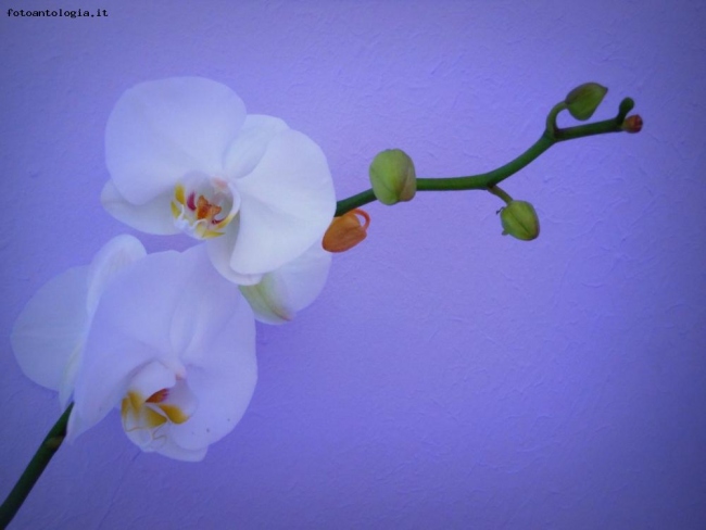 bianche orchidee