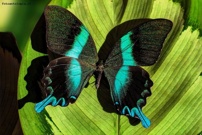 Papilio blumei fruhstorferi