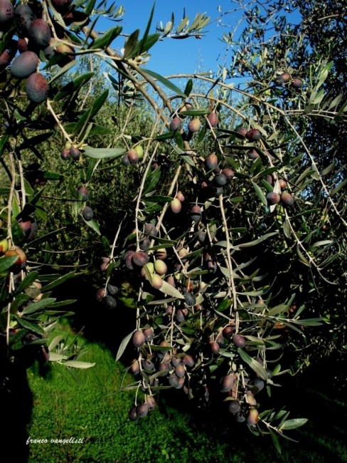 ramo di olivo