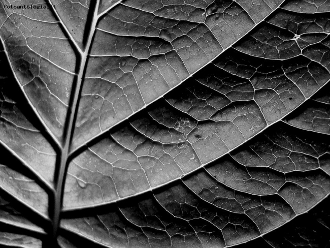 Leaf in black and white