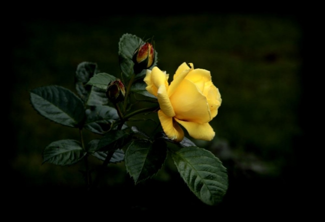 La rosa gialla