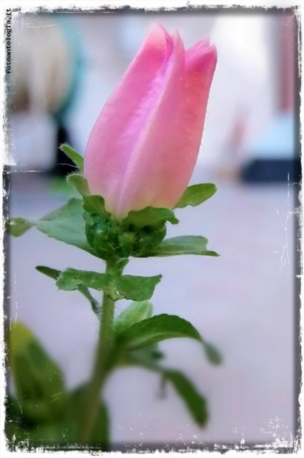 Fiore rosa
