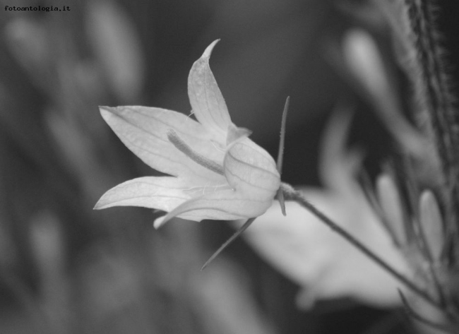 macrofiori b&w