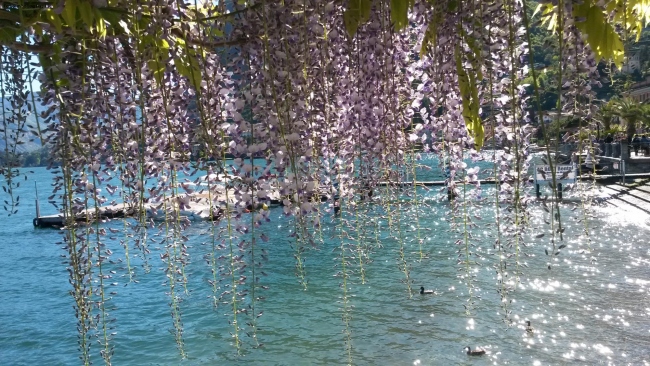 Glicini - Menaggio, lago di Como