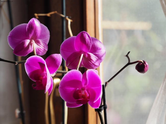 Orchidea alla finestra
