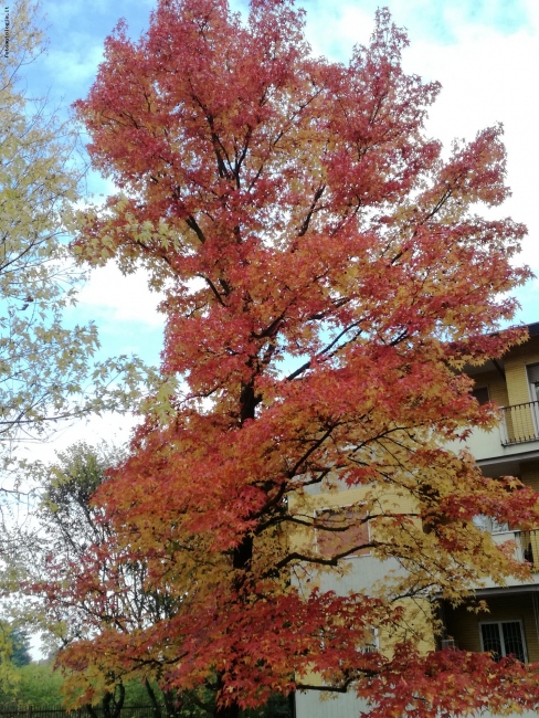 colori d'autunno