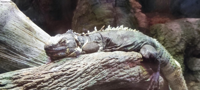 Acquario di Genova - settore rettili