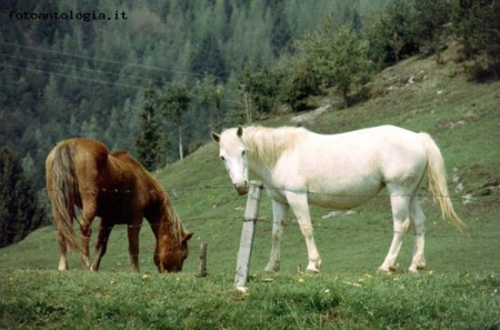 Cavalli in val Seriana