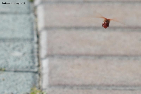 Libellula in volo