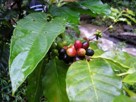 La pianta del caffè