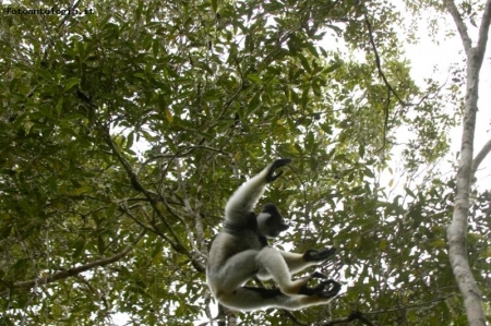volo del lemure Indri Indri