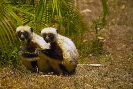 coppia di lemuri