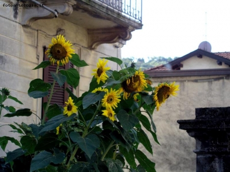 Girasoli in citt