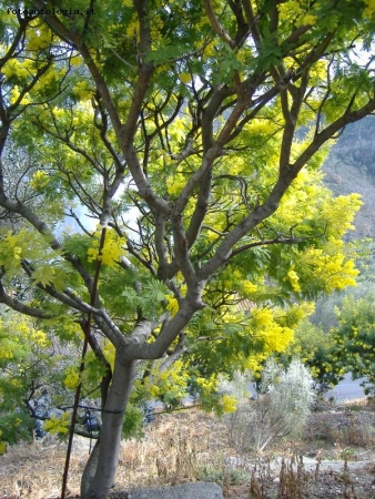 albero di mimosa