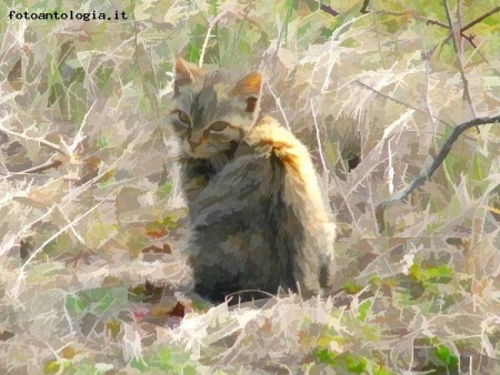 gatto al sole