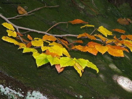 leggere foglie d'autunno