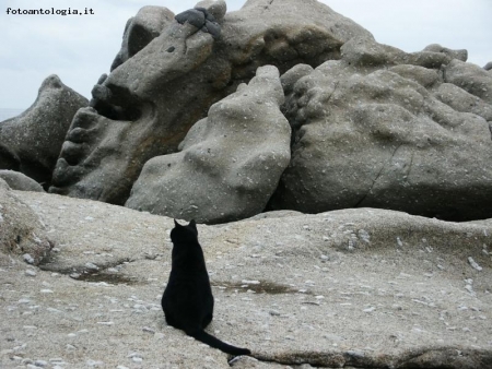 Cat on the rocks