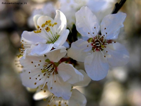 come un bouquet da sposa