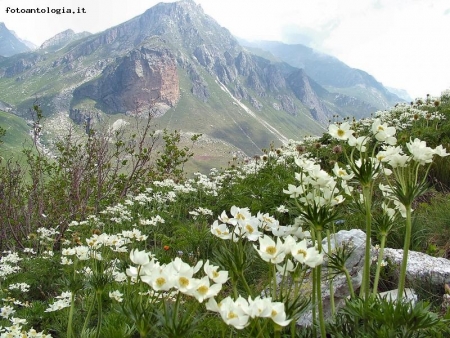 fioritura in Val Varaita