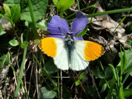 colori di natura