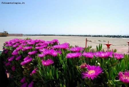 La primavera  arrivata