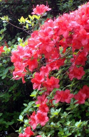 cascatella di rododendro