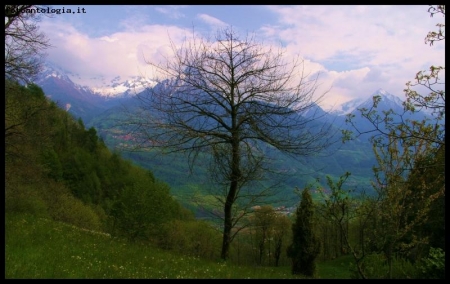 ma  gi primavera?