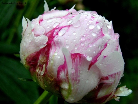 peonia