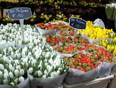 mare di tulipani