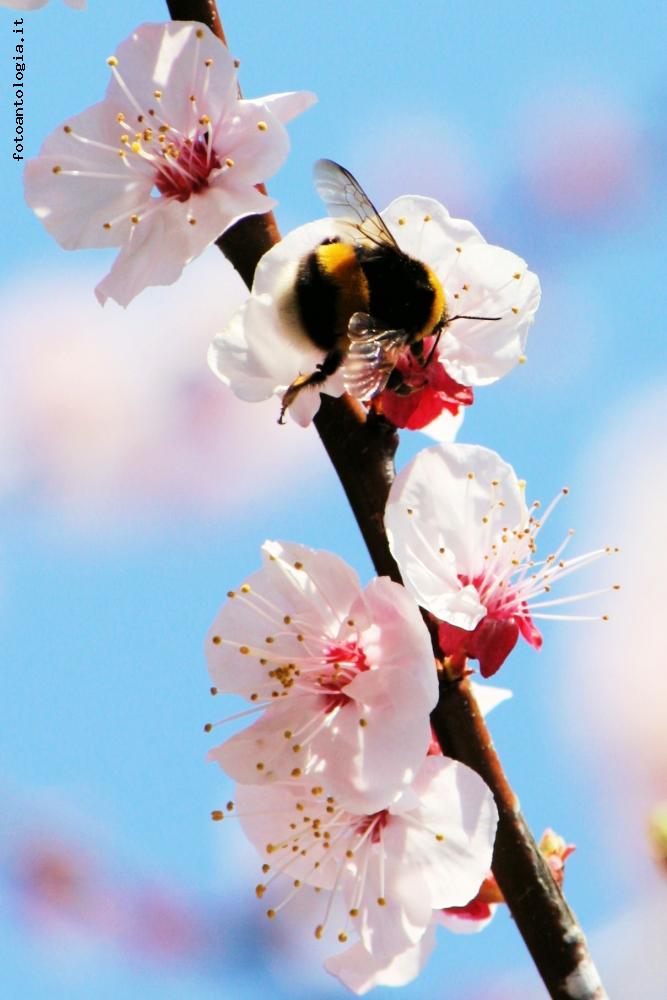 Naturalmente primavera