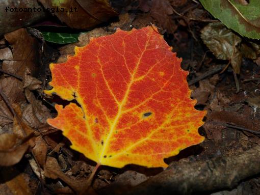 Colori d'autunno