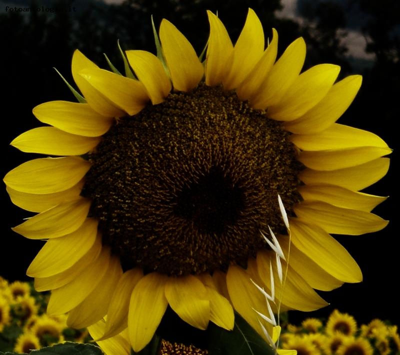 girasole