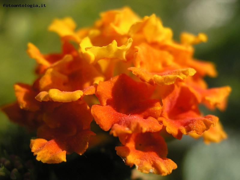 Lantana Camara