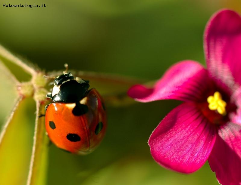 coccinella