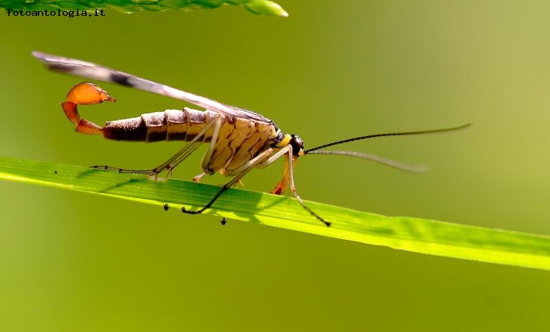 mosca scorpione maschio