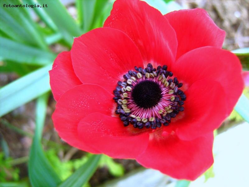 cuore di anemone