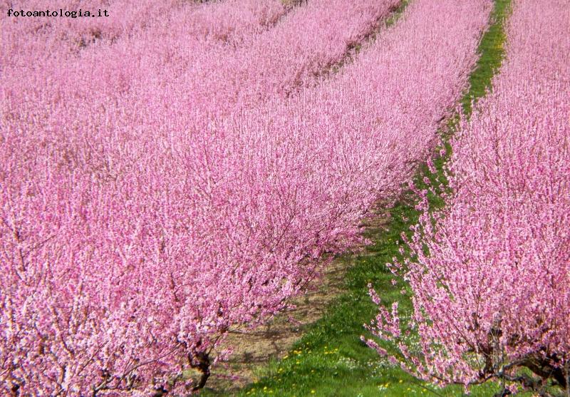 fiori di pesco