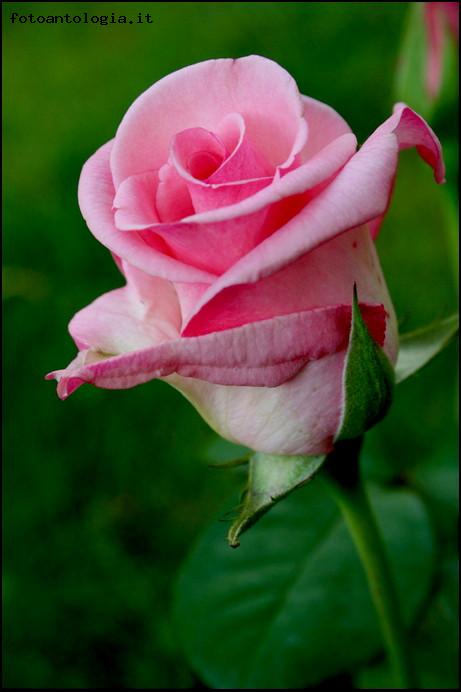 Una Rosa per tutte le Donne a ...