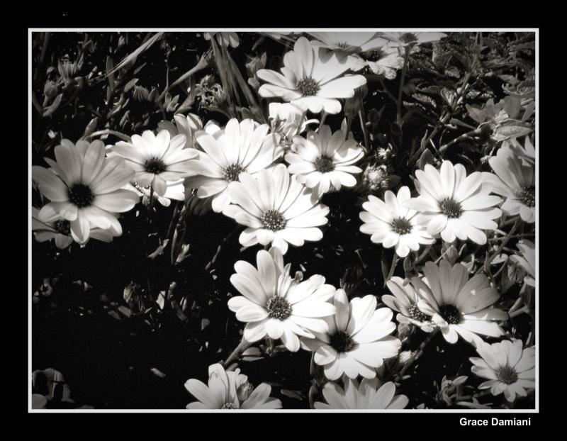 petites fleurs