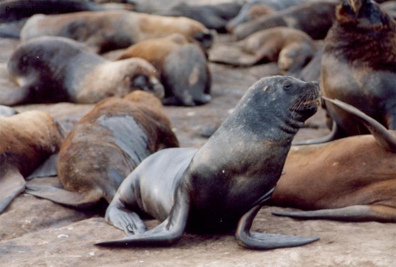 lobo de mar