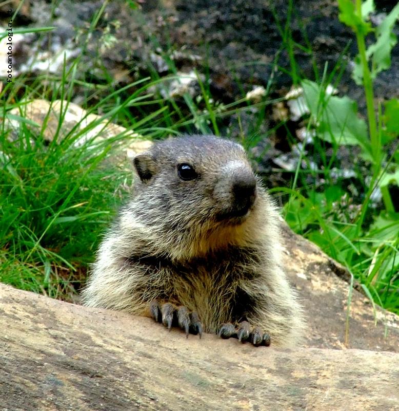 marmotta curiosa!